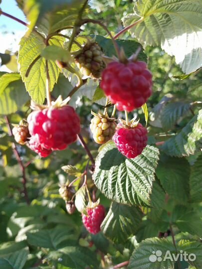 Малина Жар птица, мал. дерево, слива, терн и т. д