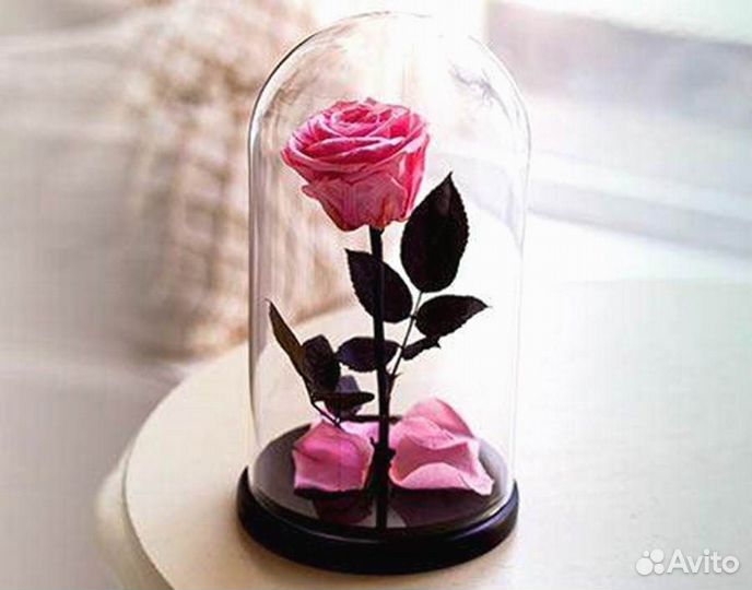 Роза в колбе. Вечная