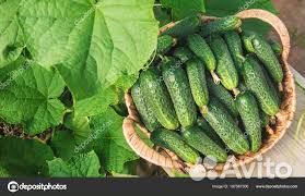 Сборщик(ца) овощей.вахта