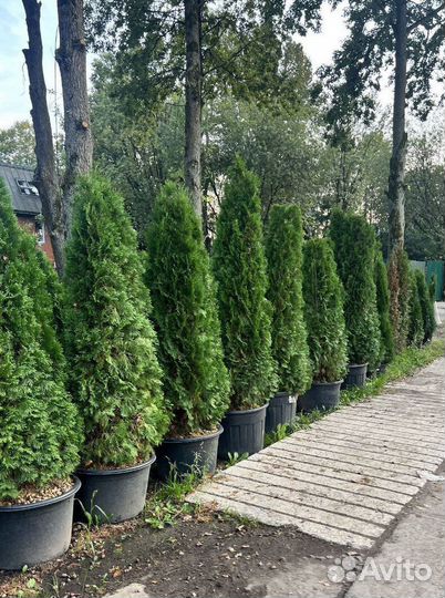 Туя с гарантией приживаемости