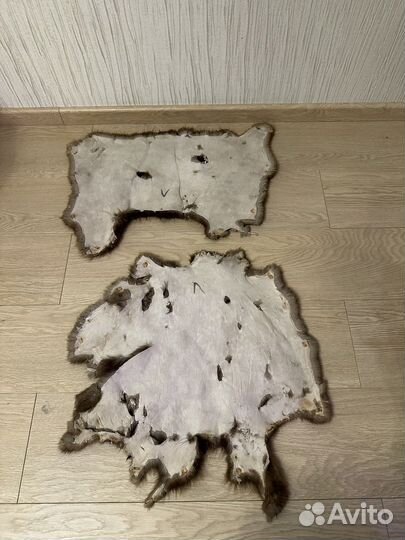 Шкурки дикого зверя