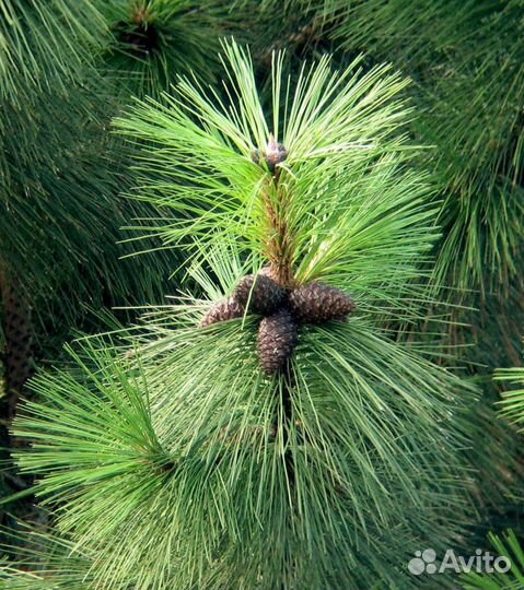 Саженцы сосна желтая
