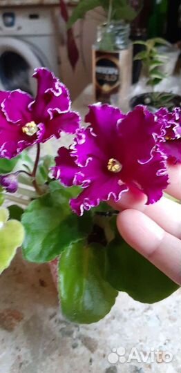 Фиалка Визави