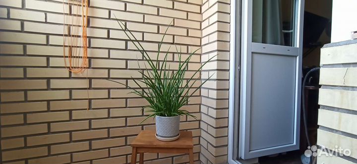 Сансевиерия Фернвуд Микадо сортовая