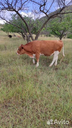 Бычки и другая живность вроде телят и телок