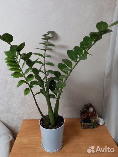 Замиокулькас.Юкка