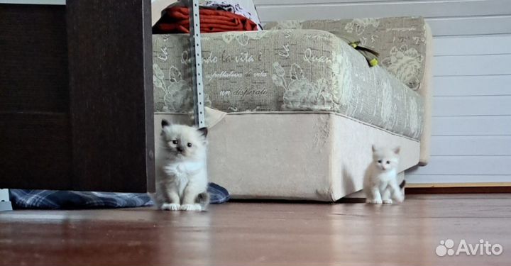 Котята в добрые руки