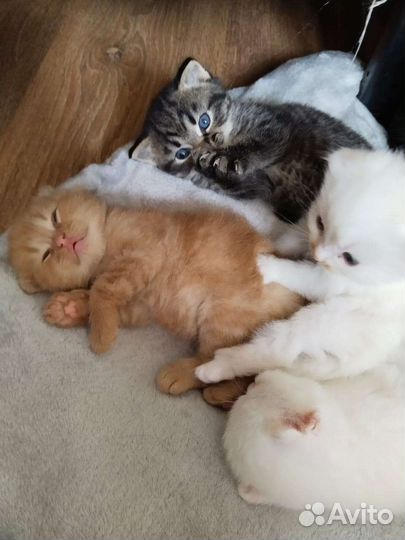 Шотландские вислоухие котята