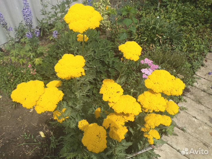 Многолетние цветы