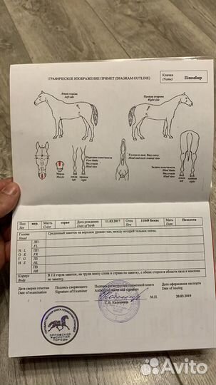 Продаю лошадей