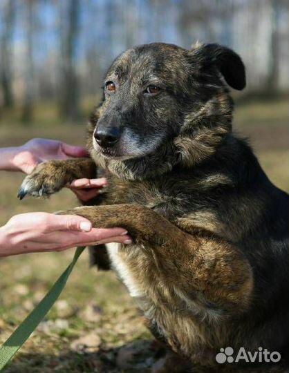 Пожилая Балин боится умереть в клетке приюта