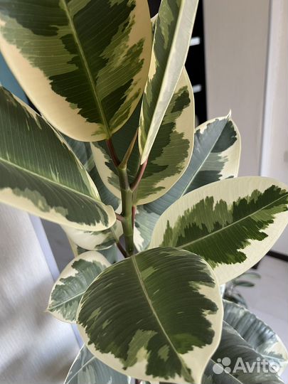 Фикус большой