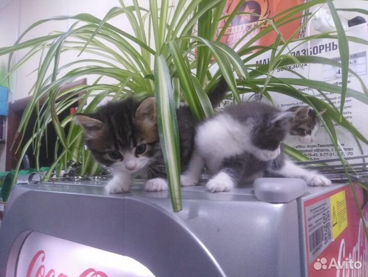 Котятки в добрые руки