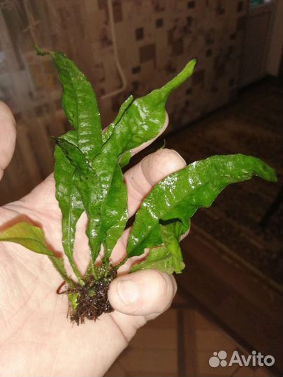 Аквариумные растения