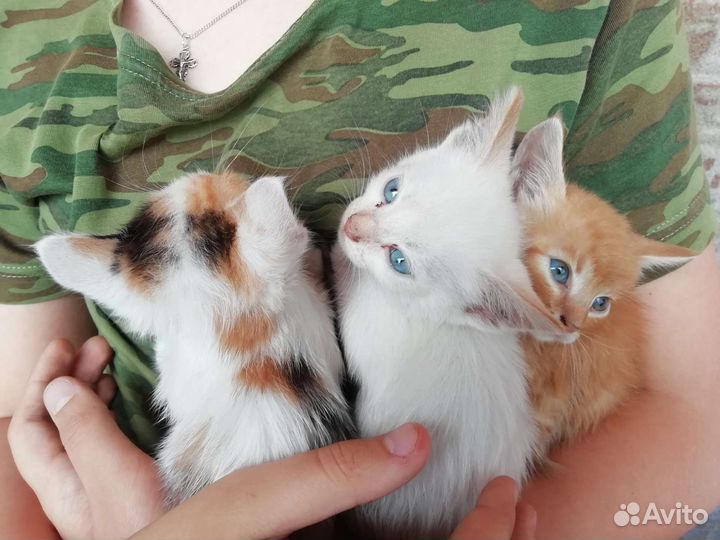 Котята в добрые руки бесплатно