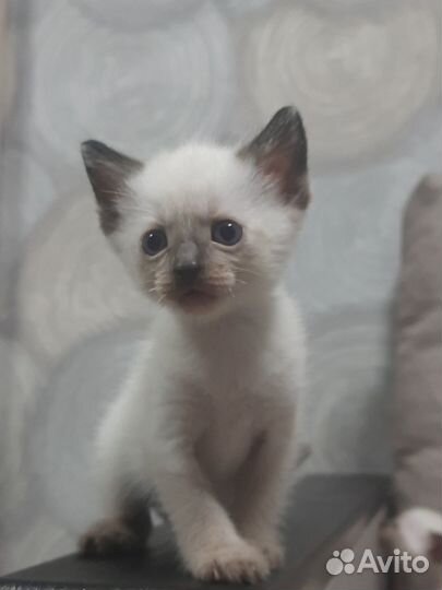 Тайские котята