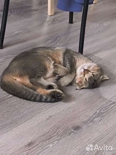 Кошка шотландская вислоухая