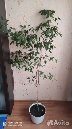 Продаётся фикус бенжамин