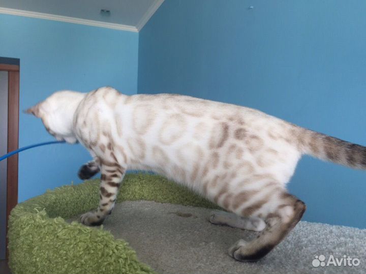 Голубоглазая бенгальская девочка Линкс окраса