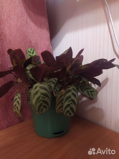 Калатея Микояна