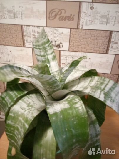 Продаю цветок комнатный