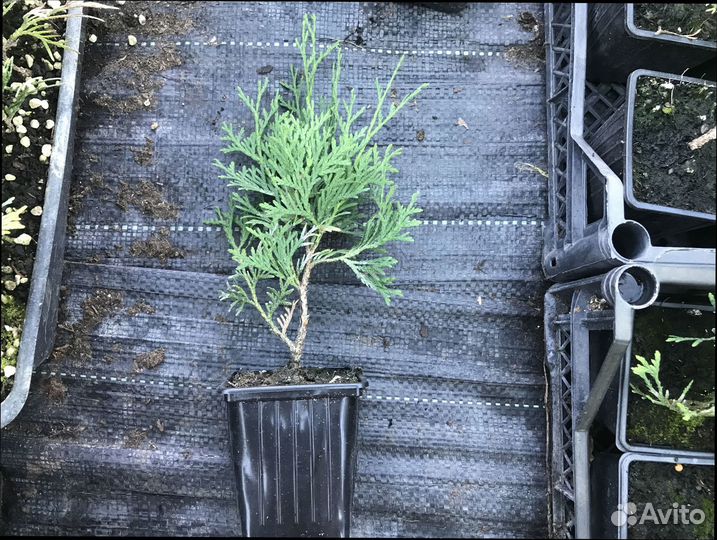 Туя колумна