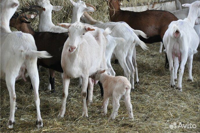 Козы молочные,молодые козлята