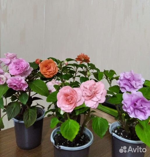 Бальзамины сортовые