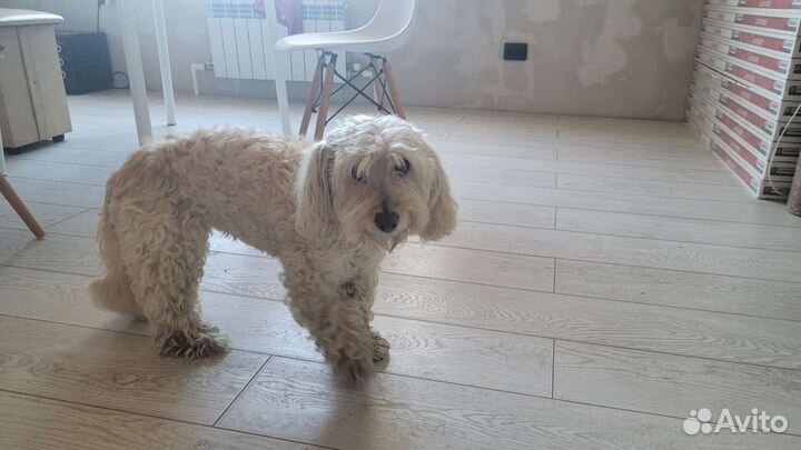 Маленькая собака