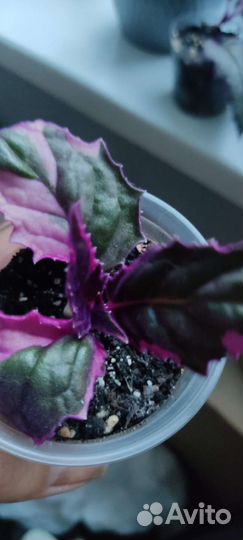 Гинура вариегатная и обычная (Синяя птица)