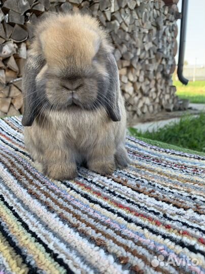 Минилоп самец тюрингенский