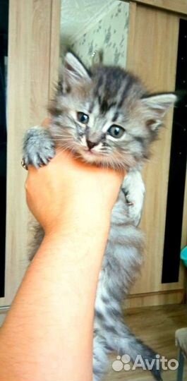 Котёнок пушистая девочка