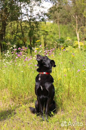 Черный метис лабрадора Мартин в добрые руки