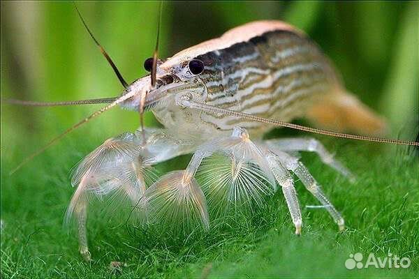 Аквариумные креветки и раки