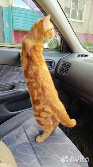 Отдадим котика в добрые руки