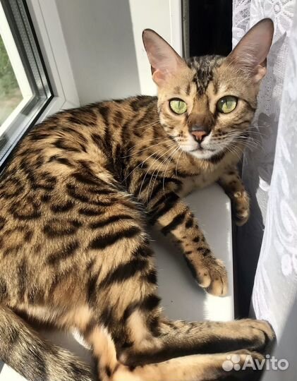 Бенгальская