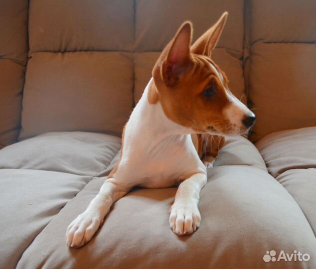 Девочка Баффи от Чемпионов