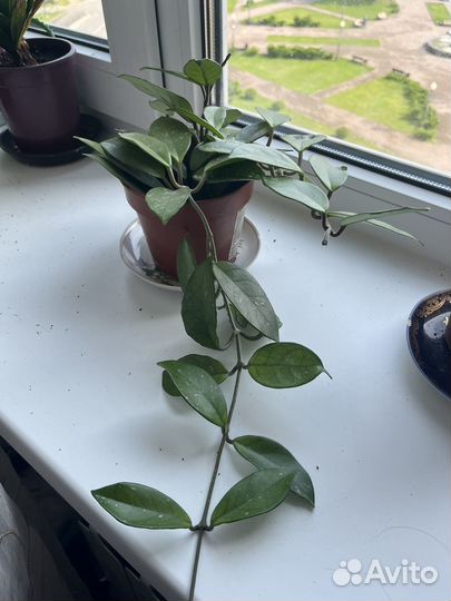 Диффенбахия, герань, хойя