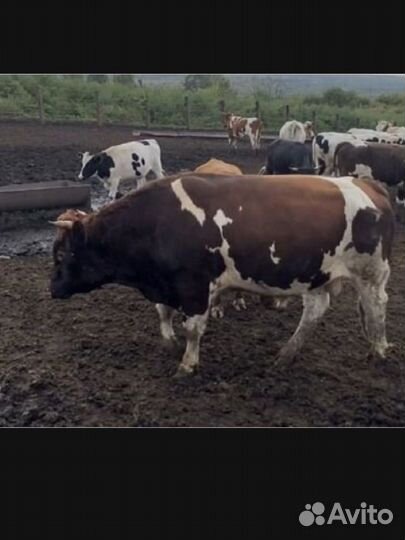 Быки и телки