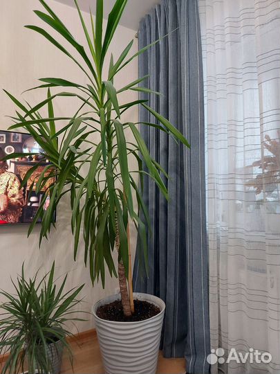 Пальма юкка