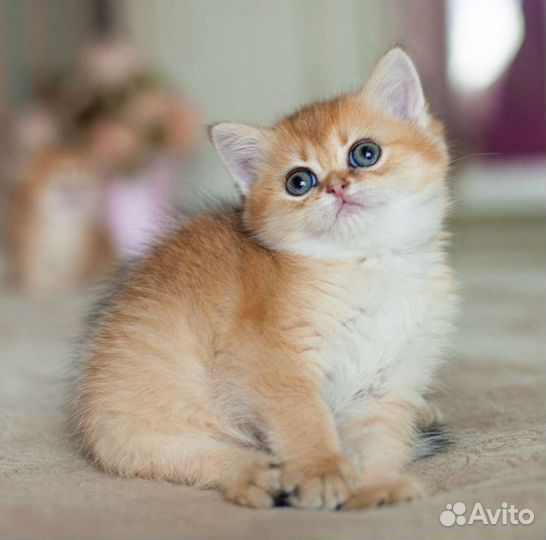 Кошечка золотая шиншилла