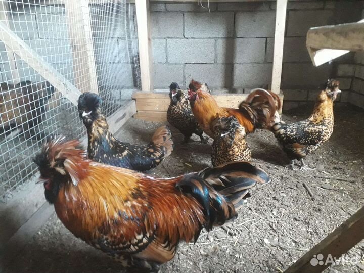 Павловская золотистая цыплята Инкубационное яйцо