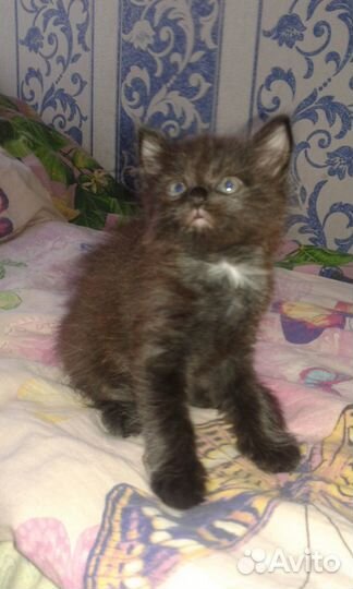 Милая кошечка Багира ищет новый дом