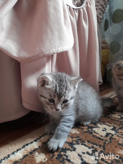 Котятки в добрые руки