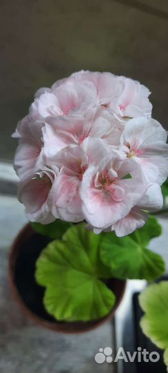 Пеларгония герань душистая продажа или обмен