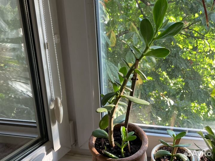 Денежное дерево толстянка