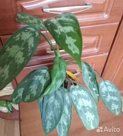 Комнатные растения