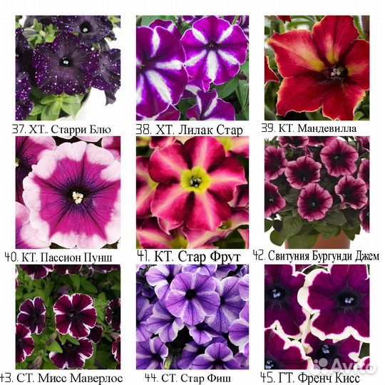 Рассада вегетативных ампельных цветов