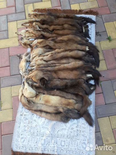 Шкуры соболя