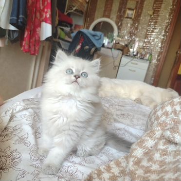 Шотландский прямоухий длинношёрстный котёнок